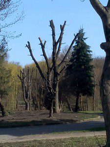 дерево16