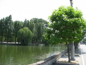 платани1