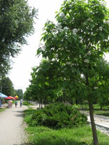 платани3