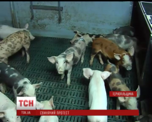 свині