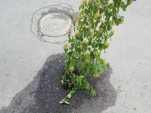 ями-зелень2
