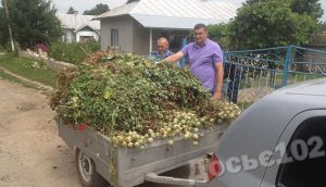 мак-золочівка1