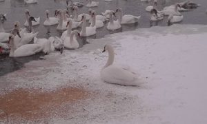 білі лебеді Дністер Збруч
