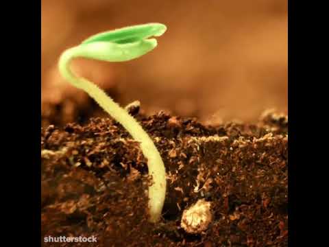 Чому триває довго проростання насіння?