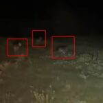 На Тернопільщині помітили зграю вовків: люди бояться