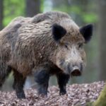 Африканська чума свиней на Тернопільщині "косить" диких кабанів
