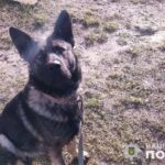 У Почаєві собака напав і покусав дитину