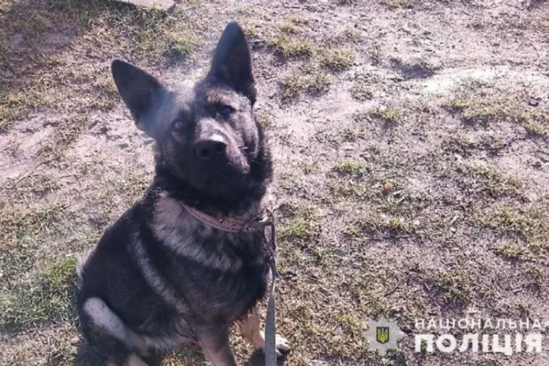 У Почаєві собака напав і покусав дитину