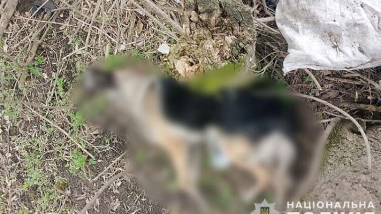 Поліцейські Тернопільщини з’ясовують обставини загибелі собаки.
