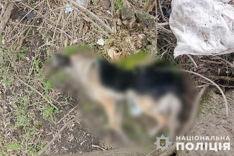 Поліцейські Тернопільщини з’ясовують обставини загибелі собаки.