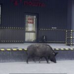 У Тернополі біля пошти помітили дикого кабана