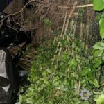 У Тернополі жінка на території парку "Загребелля" копа рослини