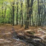 На Тернопільщині в лісі знайшли тіло чоловіка