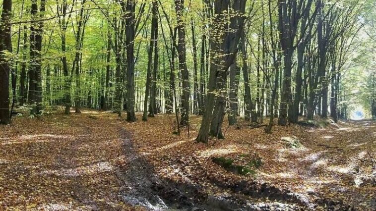 На Тернопільщині в лісі знайшли тіло чоловіка