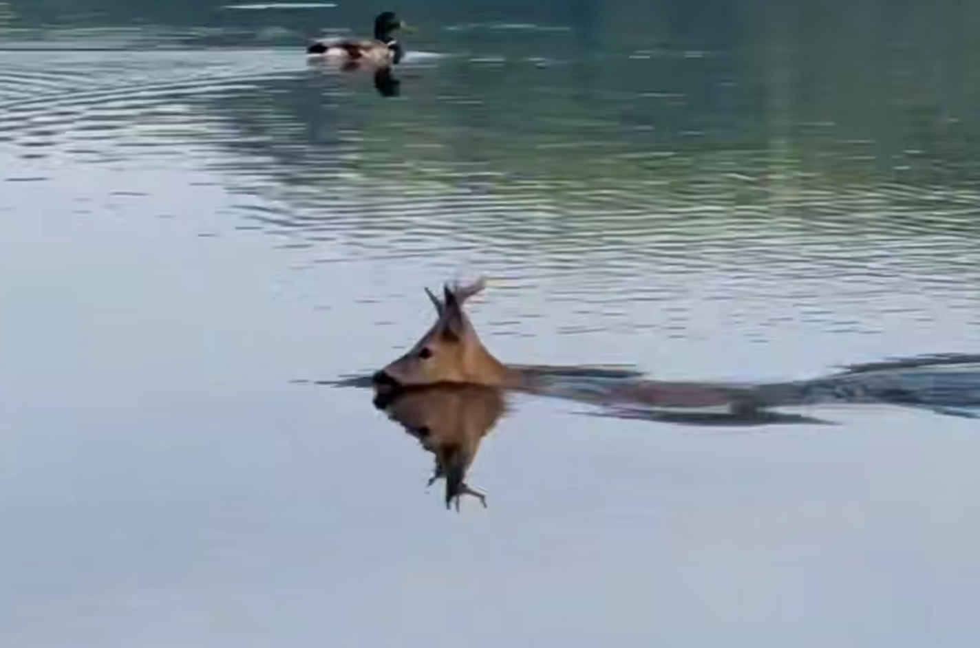 У Тернополі на ставі плаває косуля