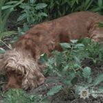 У Тернополі викинули собаку з 8-го поверху