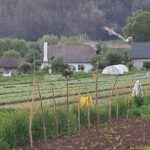 На Тернопільщині городами бігав лось