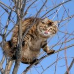 У Чорткові зафіксували сказ в домашнього кота
