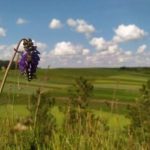 На Тернопільщині на місці унікального карбонатного болота планують створити заказник