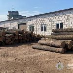 Понад 3 млн збитків: судитимуть «чорних» лісорубів Тернопільщини