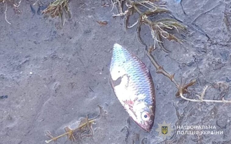 До 5 років тюрми: на Тернопільщині патруль на березі виявив мертву рибу