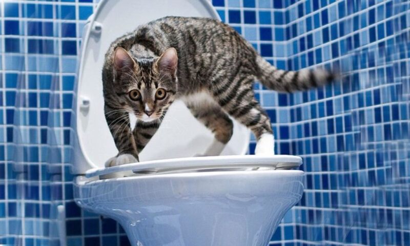 У Тернополі несправний унітаз спричинив величезні втрати води — власник заплатить понад 170 тисяч гривень