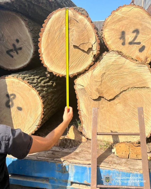 Понад 3 млн збитків: судитимуть «чорних» лісорубів Тернопільщини