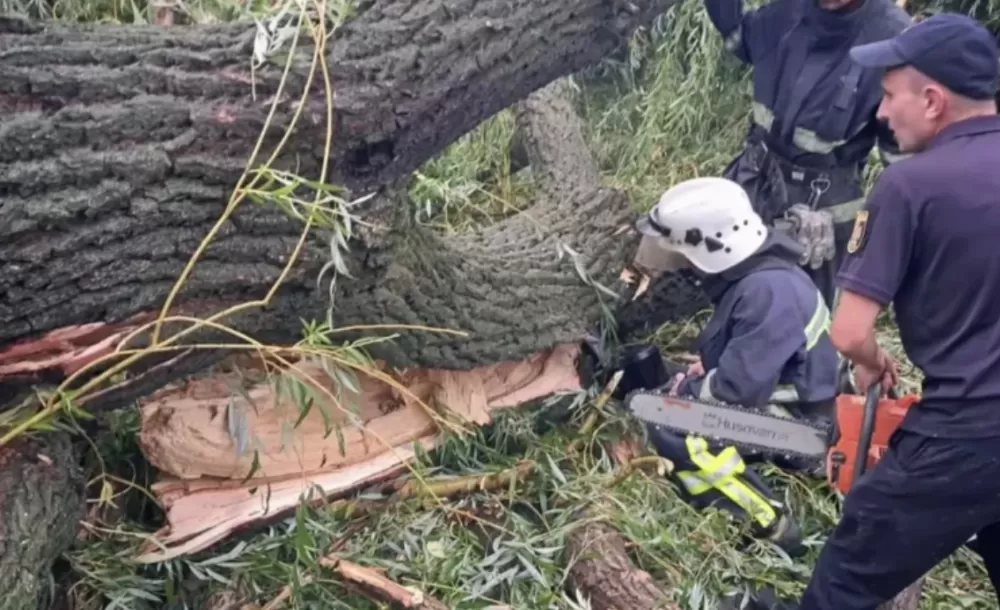 У Кременці на чоловіка впало дерево