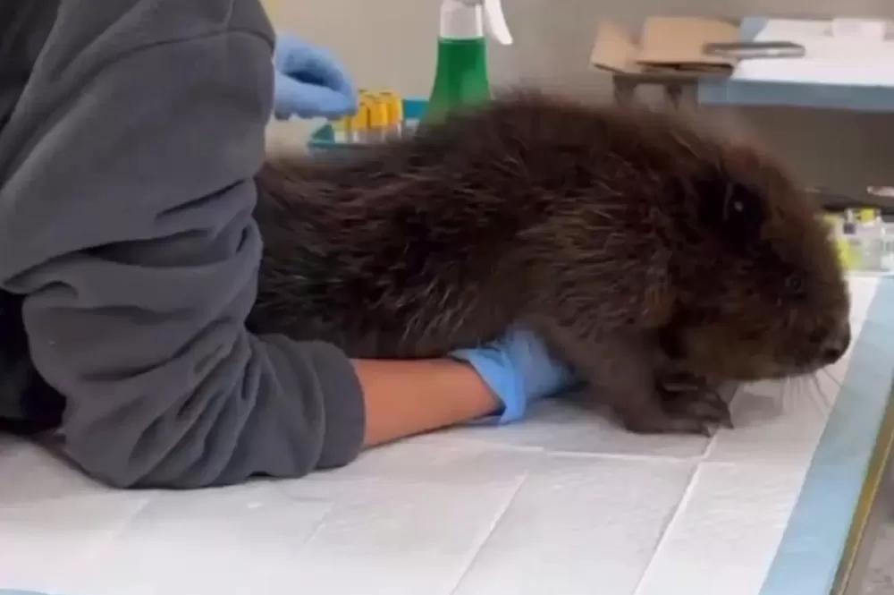 У Тернополі врятували пораненого бобра: відео