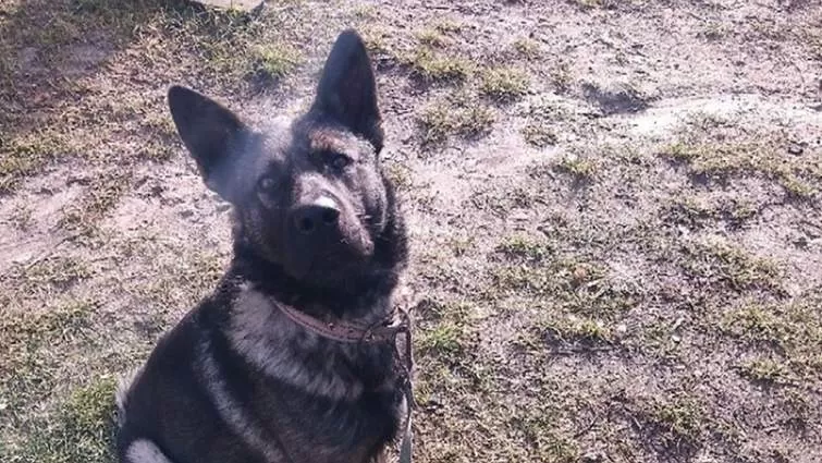 На Тернопільщині собака напав на дитину та погриз їй обличчя