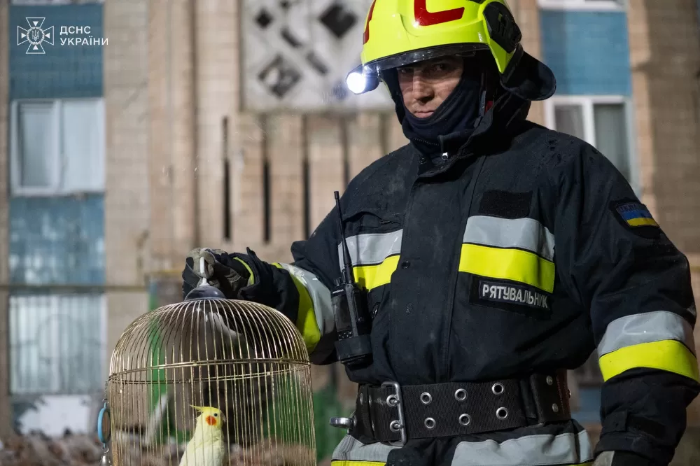 У Тернополі серед руїн житлового будинку знайшли живого папугу