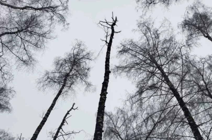 У Тернополі в парку Шевченка зрізатимуть аварійні дерева