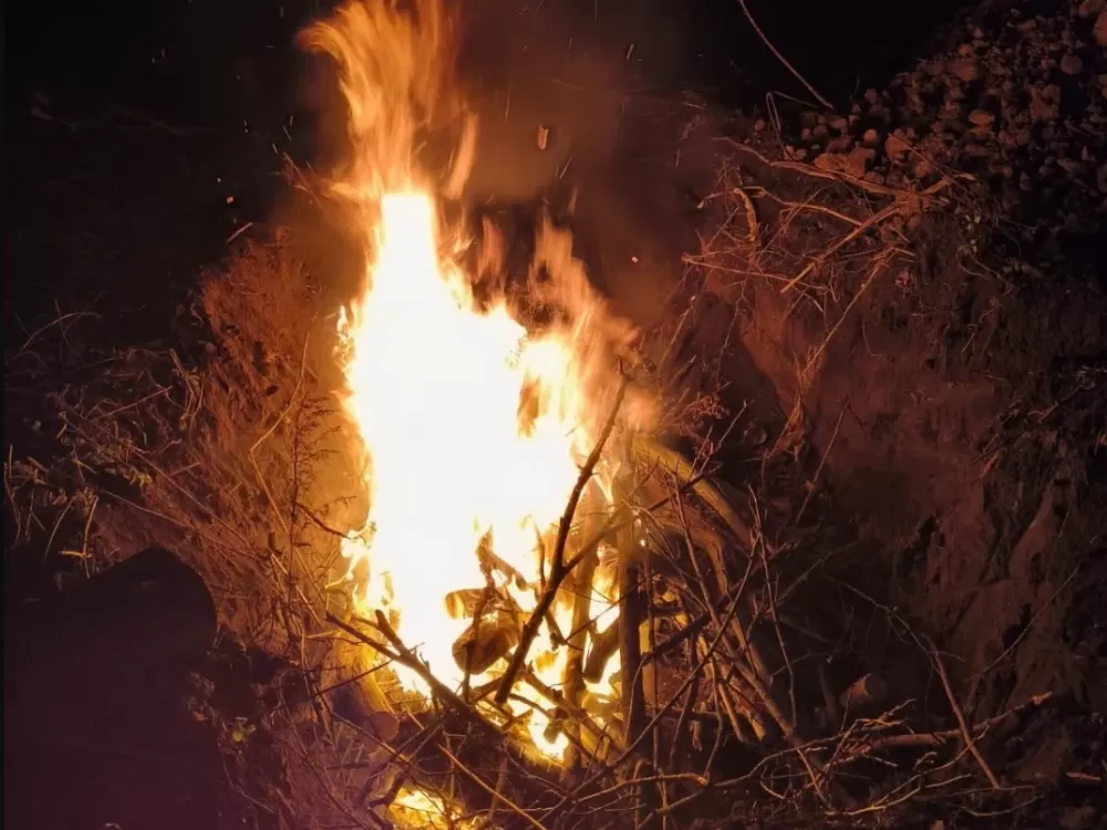 На Збаражчині у диких кабанів виявили вірус африканської чуми: загинуло сім тварин