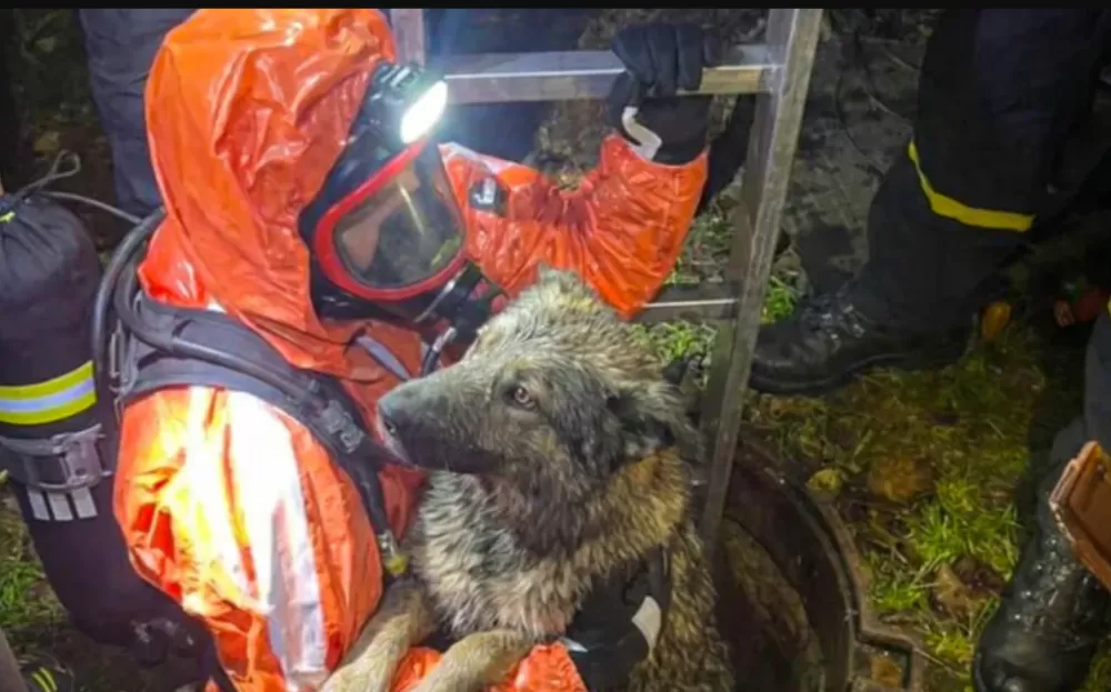 У Петрикові рятувальники дістали пса з глибокої каналізації