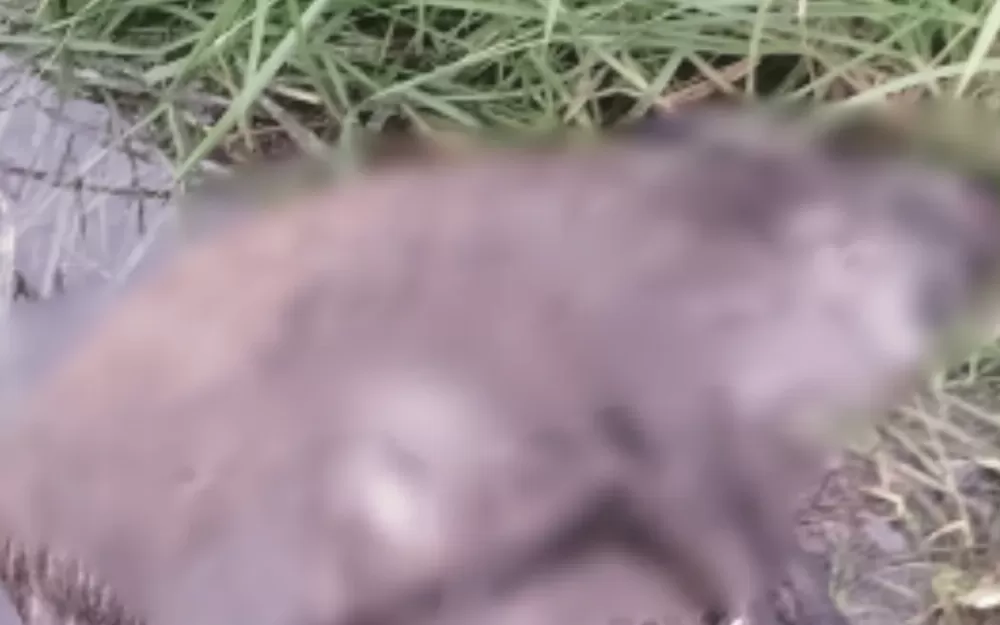 На Тернопільщині підтвердили випадок африканської чуми свиней