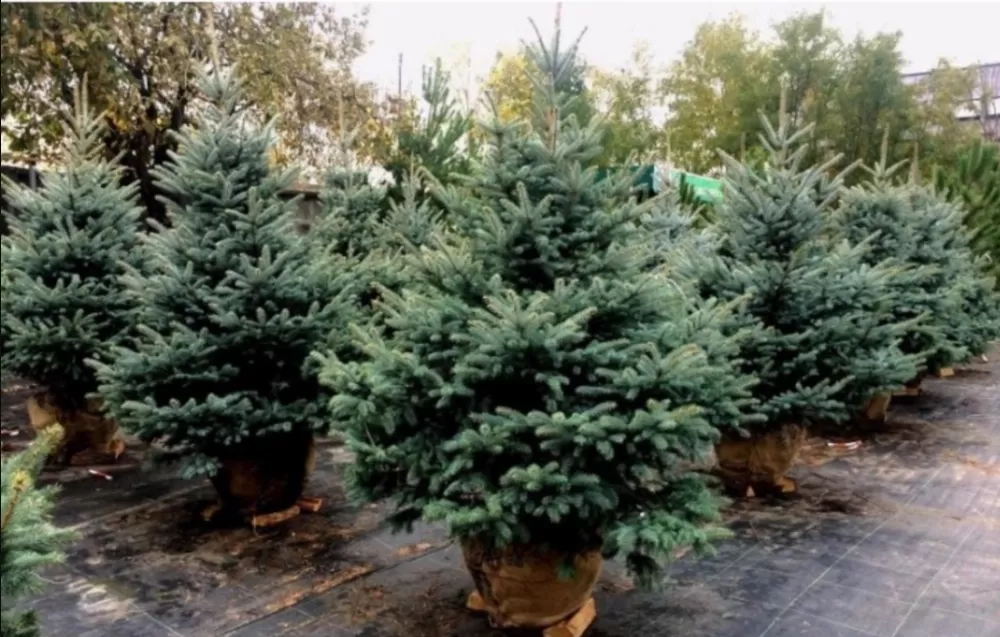 Де у Тернополі купити ялинку: офіційних перелік локацій