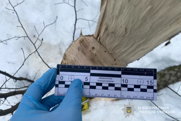 На Бучаччині чоловік за 5000 грн намагався підкупити лісничого