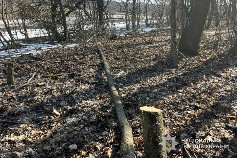 Підкуп за незаконну порубку: на Тернопільщині чоловік запропонував ліснику 8 тис. грн