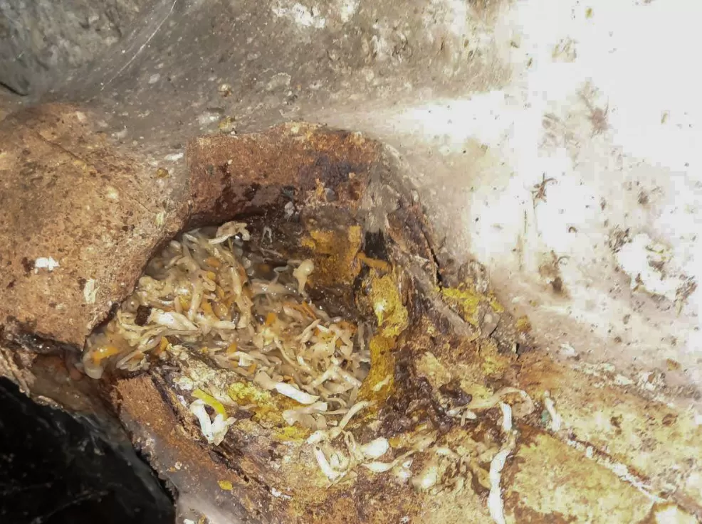 «Унітаз — не смітник»: у Тернополі через капусту утворився затор у трубі