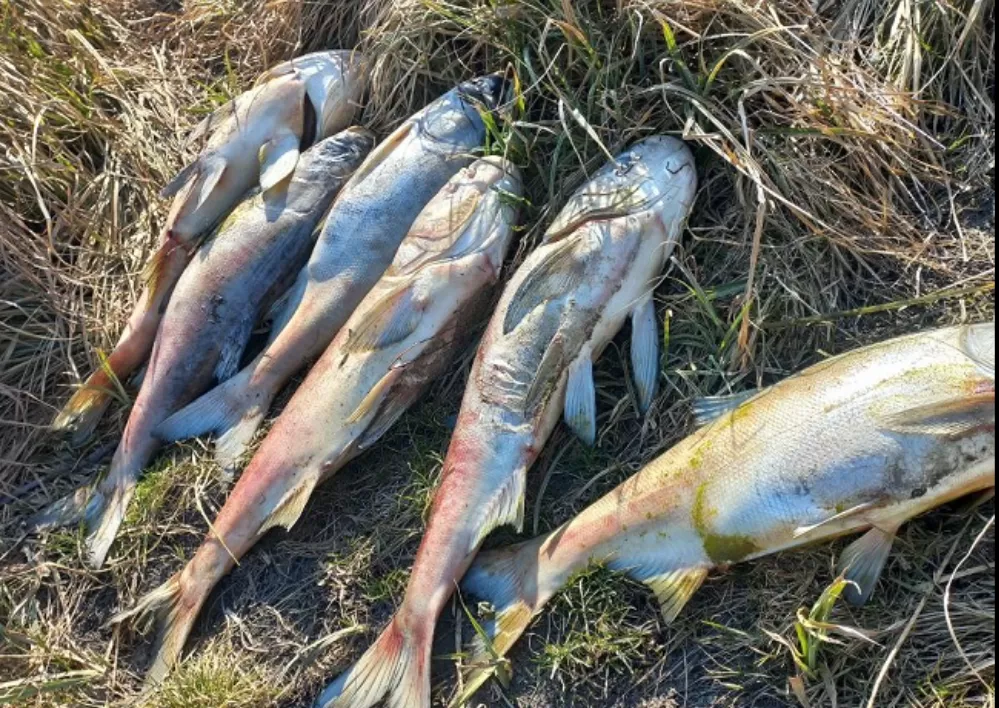 На Тернопільщині у двох водоймах масова загибель риби
