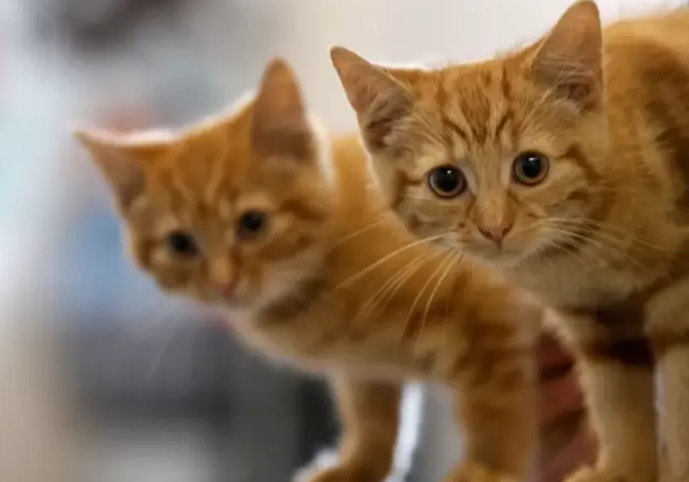 Підозріла масова загибель котів на Тернопільщині: поліція проводить перевірку