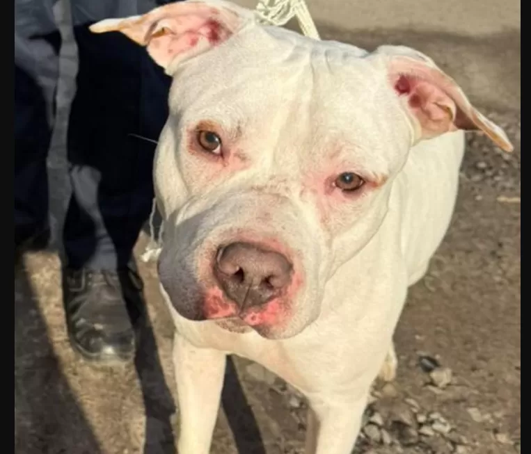 У Тернополі розшукують власника собаки