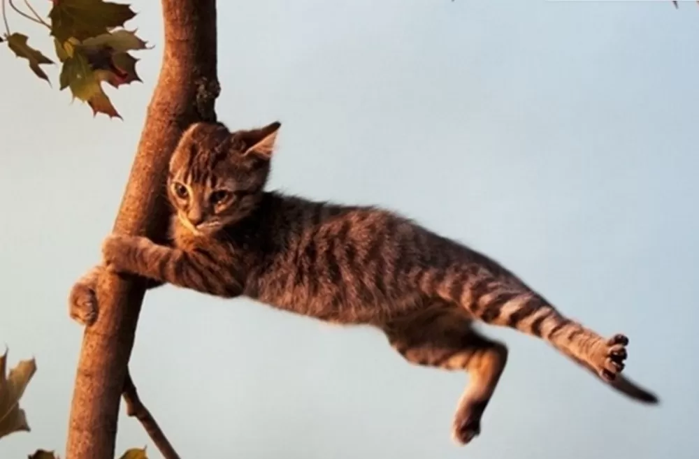 Сильний вітер на Тернопільщині: оголосили жовтий рівень небезпеки
