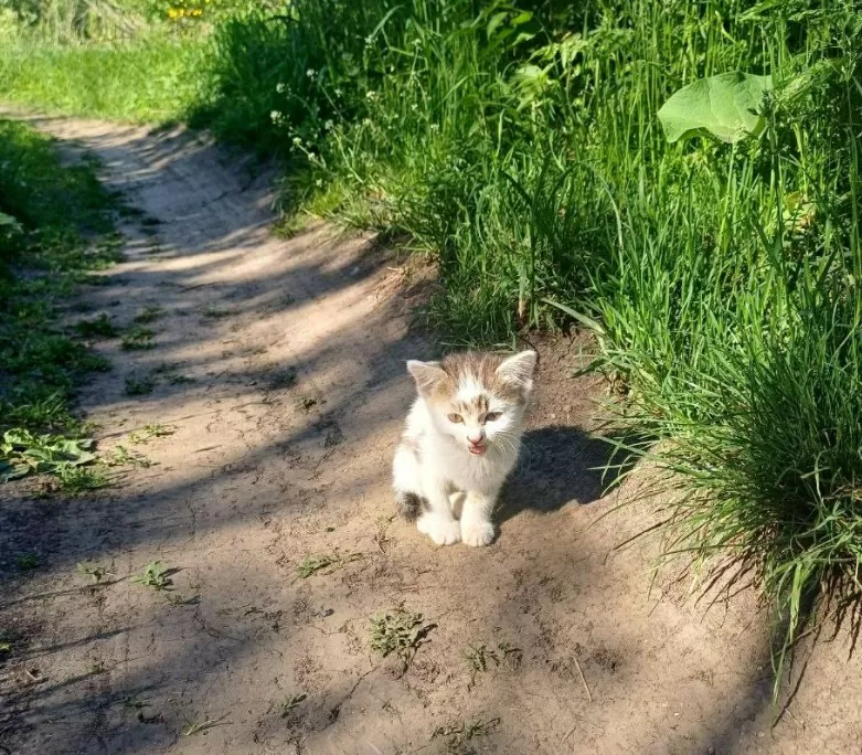 На Козівщині у полі знайшли покинутих кошенят: їм шукають господарів