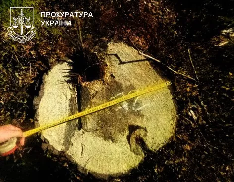 Прокуратура через суд вимагає від ДП «Ліси України» понад 858 тисяч гривень за незаконну вирубку лісу
