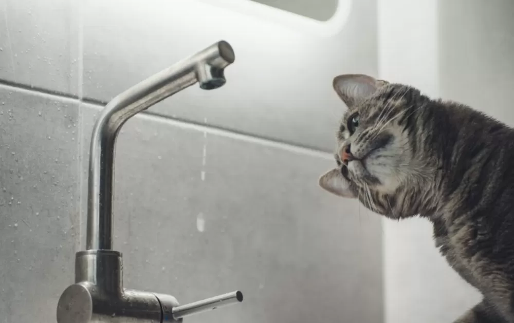 Вода